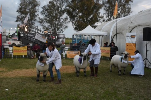 10° EXPOSICIÓN NACIONAL HAMPSHIRE DOWN en la 131° Expo Rural Gualeguaychú