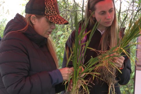 Jornada a Campo: La Ruta de la Roya -  Agrofe Campo y Sumitomo Chemical en Victoria