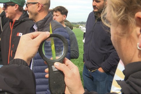 Jornada a Campo: La Ruta de la Roya -  Agrofe Campo y Sumitomo Chemical en Victoria