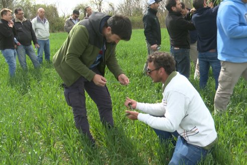 Jornada a Campo: La Ruta de la Roya -  Agrofe Campo y Sumitomo Chemical en Victoria