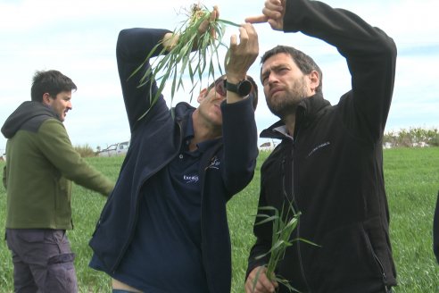 Jornada a Campo: La Ruta de la Roya -  Agrofe Campo y Sumitomo Chemical en Victoria