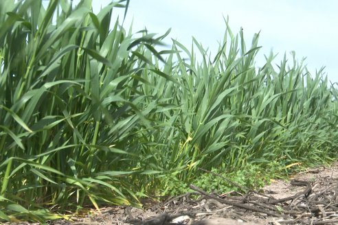 Jornada a Campo: La Ruta de la Roya -  Agrofe Campo y Sumitomo Chemical en Victoria