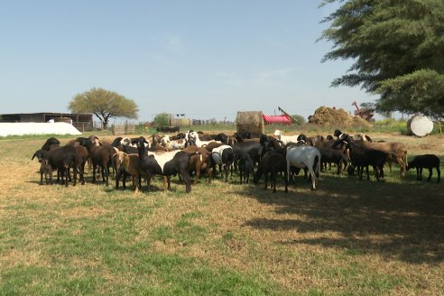 Visita a Cabaña Ovina San Miguel - Sauce Pinto, Entre Ríos