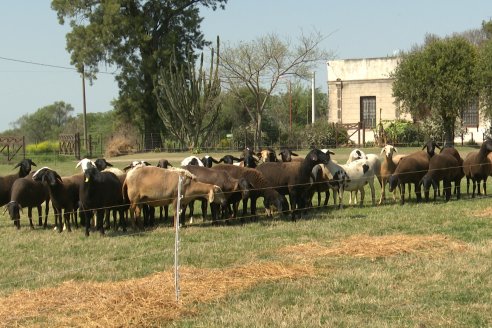 Visita a Cabaña Ovina San Miguel - Sauce Pinto, Entre Ríos