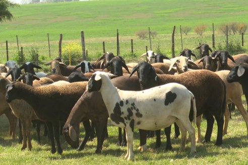 Visita a Cabaña Ovina San Miguel - Sauce Pinto, Entre Ríos