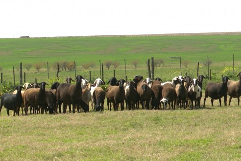 Visita a Cabaña Ovina San Miguel - Sauce Pinto, Entre Ríos