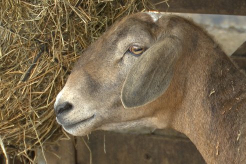 Visita a Cabaña Ovina San Miguel - Sauce Pinto, Entre Ríos