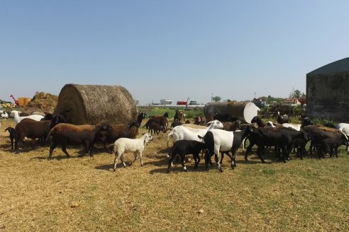 Visita a Cabaña Ovina San Miguel - Sauce Pinto, Entre Ríos