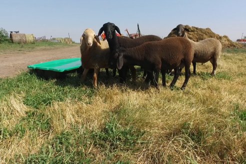 Visita a Cabaña Ovina San Miguel - Sauce Pinto, Entre Ríos