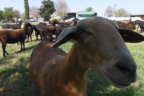 Visita a Cabaña Ovina San Miguel - Sauce Pinto, Entre Ríos