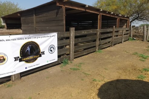 Visita a Cabaña Ovina San Miguel - Sauce Pinto, Entre Ríos