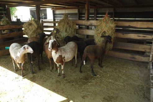 Visita a Cabaña Ovina San Miguel - Sauce Pinto, Entre Ríos