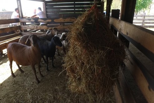 Visita a Cabaña Ovina San Miguel - Sauce Pinto, Entre Ríos