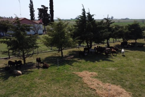 Visita a Cabaña Ovina San Miguel - Sauce Pinto, Entre Ríos