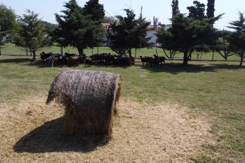 Visita a Cabaña Ovina San Miguel - Sauce Pinto, Entre Ríos