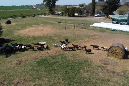 Visita a Cabaña Ovina San Miguel - Sauce Pinto, Entre Ríos