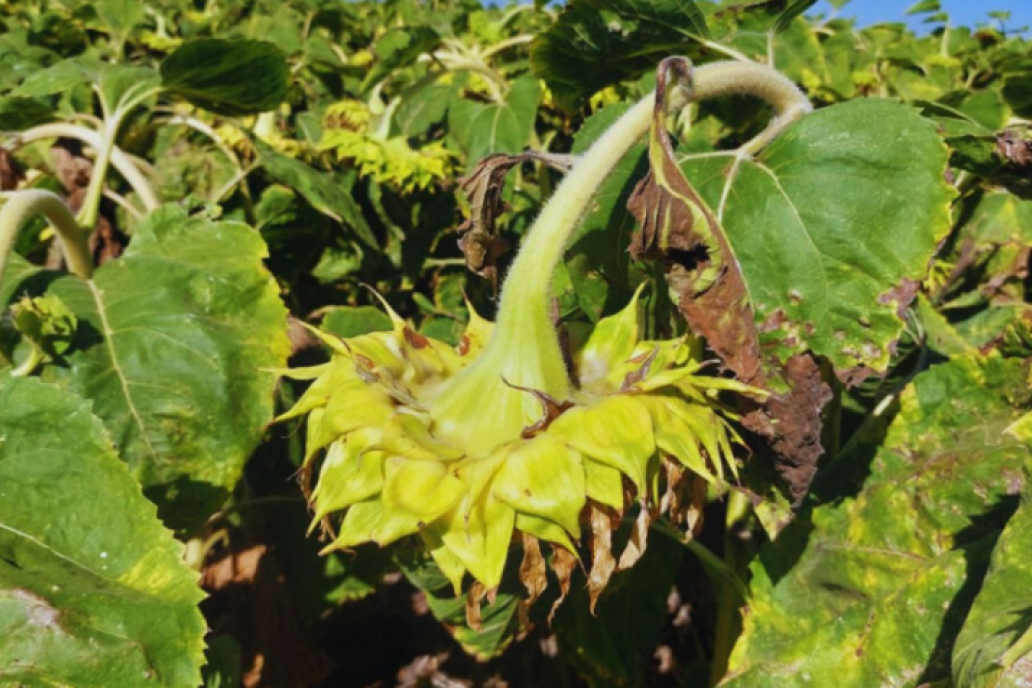 En caso de detectar nódulos en las plantas, la recomendación es avisar a Senasa.