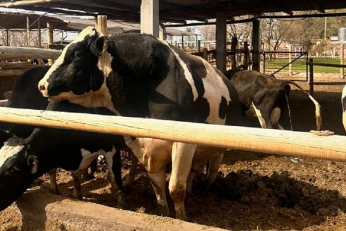 Un toro overo mató a un pequeño productor en un tambo de Córdoba