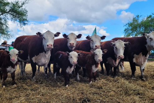 Las pruebas pastoriles muestran el horizonte de la carne de calidad