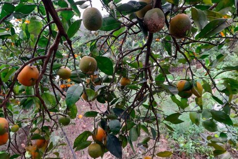 En Corrientes, Senasa erradicó 19 plantas de naranjas enfermas de HLB