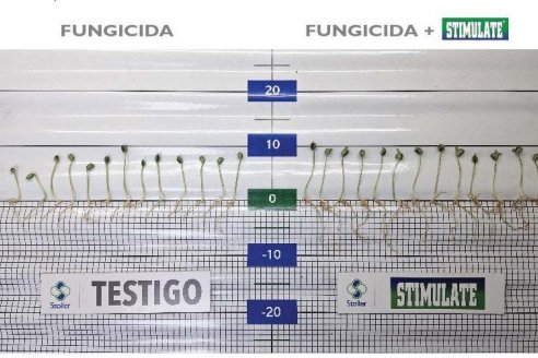 Semillas de calidad, el primer paso para lograr una siembra exitosa