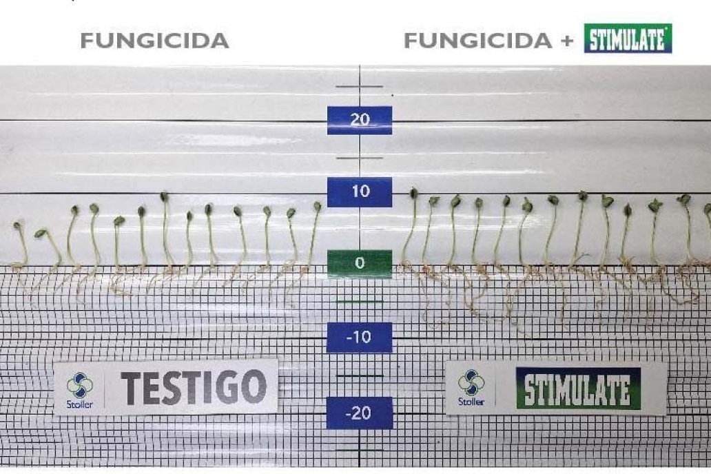 El inicio de la campaña se presenta desafiante para el cultivo de soja