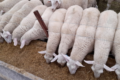 Novedad: en San Luis pusieron en marcha una especie de feedlot para corderos y cuentan cómo les resultó