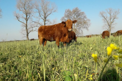 Expertos promueven la agricultura regenerativa circular como otra forma de ver al sistema agropecuario