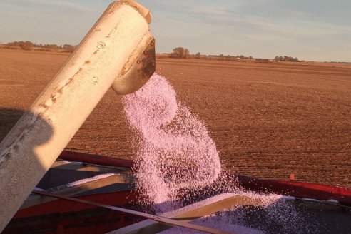 Fertilización: Clave para la Rentabilidad en la Campaña Gruesa 2024/25