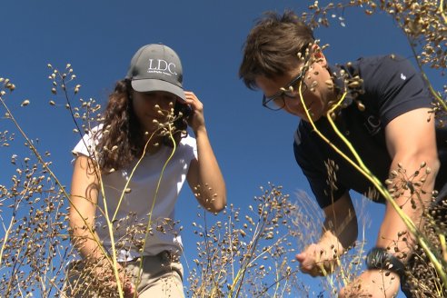 LDC refuerza su presencia en Entre Ríos de la mano del cultivo de camelina