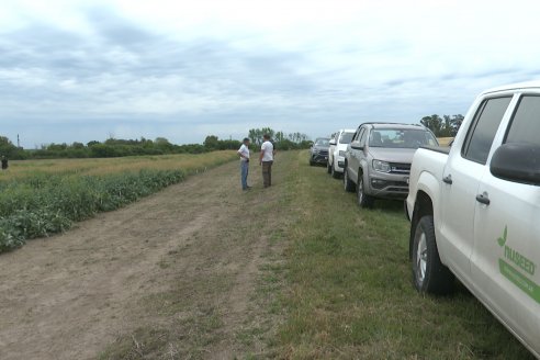 Recorrida por Ensayos de Carinata Nussed en INTA Paraná