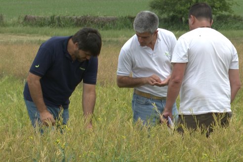 Recorrida por Ensayos de Carinata Nussed en INTA Paraná