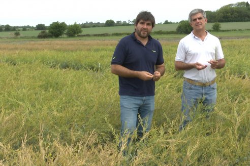 Recorrida por Ensayos de Carinata Nussed en INTA Paraná