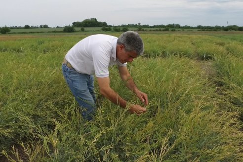 Recorrida por Ensayos de Carinata Nussed en INTA Paraná