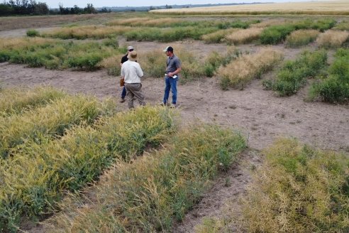 Recorrida por Ensayos de Carinata Nussed en INTA Paraná