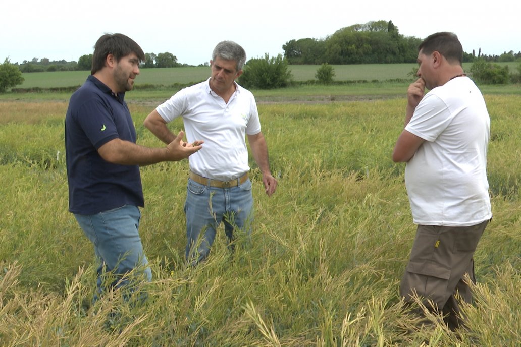 Recorrida por Ensayos de Carinata Nussed en INTA Paraná