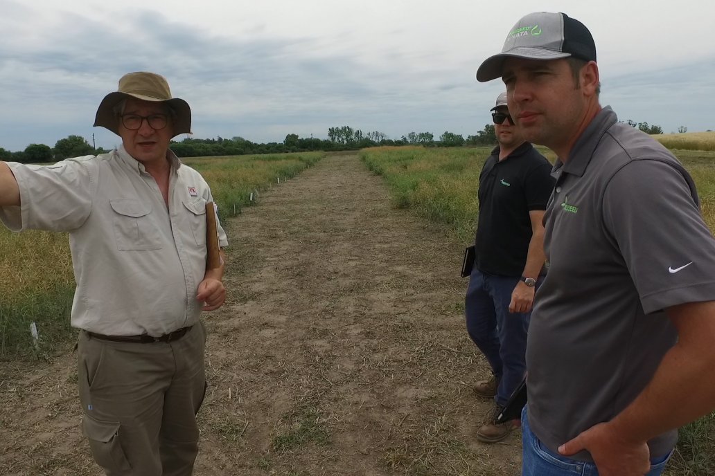 Recorrida por Ensayos de Carinata Nussed en INTA Paraná