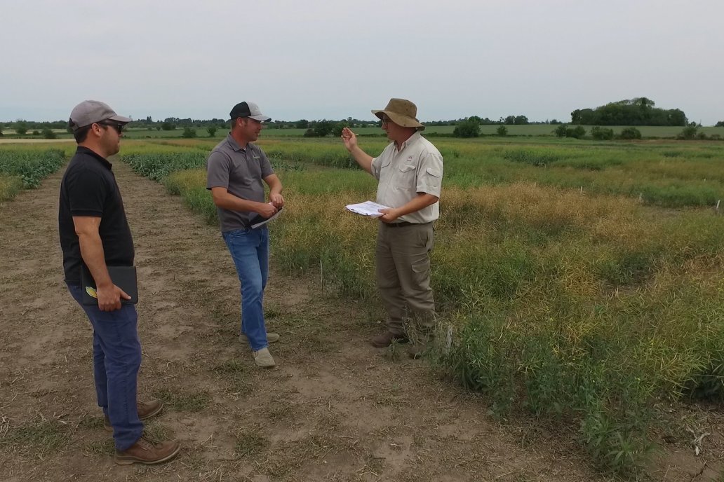 Recorrida por Ensayos de Carinata Nussed en INTA Paraná