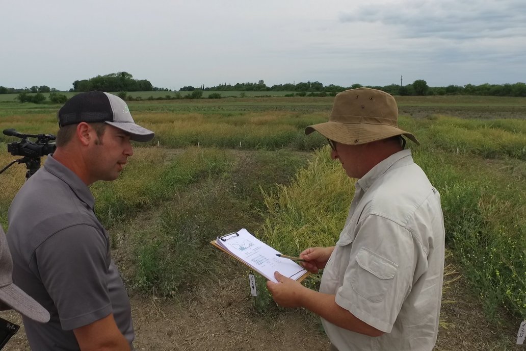 Recorrida por Ensayos de Carinata Nussed en INTA Paraná