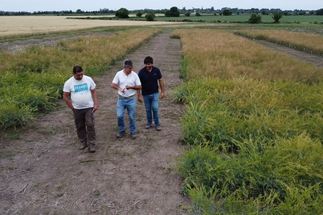 Recorrida por Ensayos de Carinata Nussed en INTA Paraná