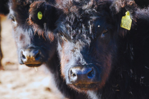 La biotecnología queda al servicio de la salud animal y va contra la rabia