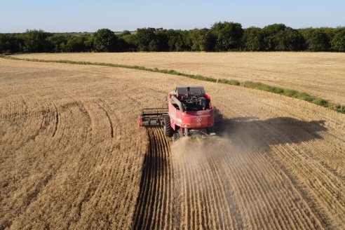 Trigo: más despacio que rápido arrancó la trilla y viene con bajos rindes