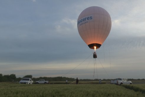 Expusieron a campo trigos tolerantes a la sequía