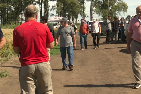 NEO CAMPO de Trigo de Neogen Semillas - Centro de Experiencias en Sexto Distrito, Gualeguay