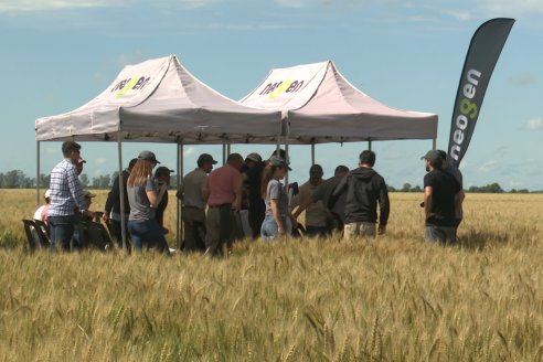 NEO CAMPO de Trigo de Neogen Semillas - Centro de Experiencias en Sexto Distrito, Gualeguay