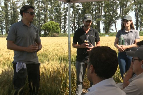 NEO CAMPO de Trigo de Neogen Semillas - Centro de Experiencias en Sexto Distrito, Gualeguay