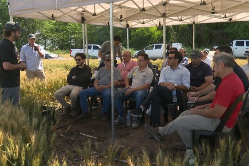 NEO CAMPO de Trigo de Neogen Semillas - Centro de Experiencias en Sexto Distrito, Gualeguay