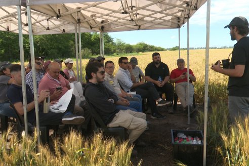 NEO CAMPO de Trigo de Neogen Semillas - Centro de Experiencias en Sexto Distrito, Gualeguay