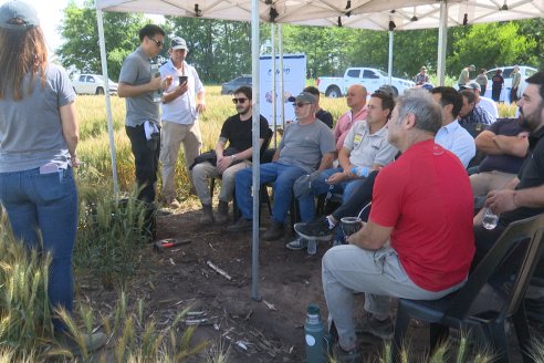 NEO CAMPO de Trigo de Neogen Semillas - Centro de Experiencias en Sexto Distrito, Gualeguay