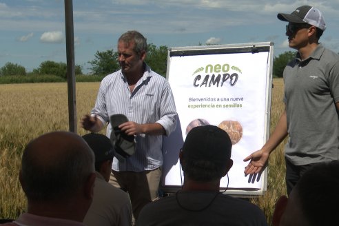 NEO CAMPO de Trigo de Neogen Semillas - Centro de Experiencias en Sexto Distrito, Gualeguay